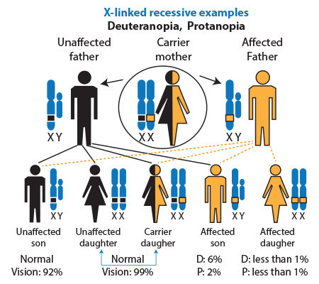 diagram of sex linked colour blindness