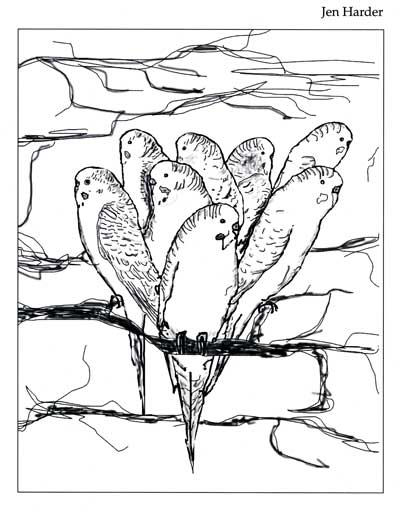 4 or 8 budgies 4 or 8 budgies