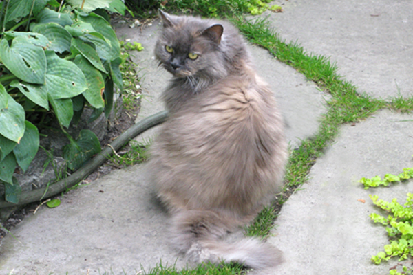 Seventh Pet image