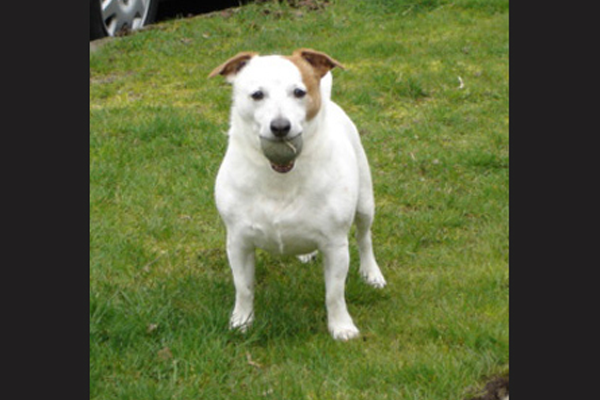 Second Pet image