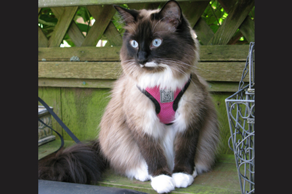 Fifth Pet image