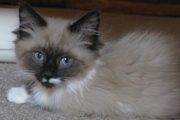 Forth Pet image