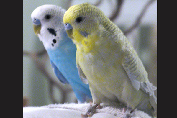 Third Pet image